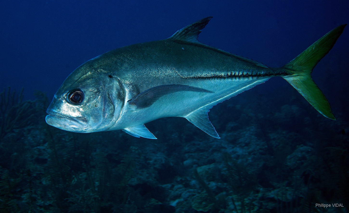 MediaEarth - Bahamas 2017 - DSC02323_rc - Horse-eye jack - Carangue Mayole - Caranx latus.jpg